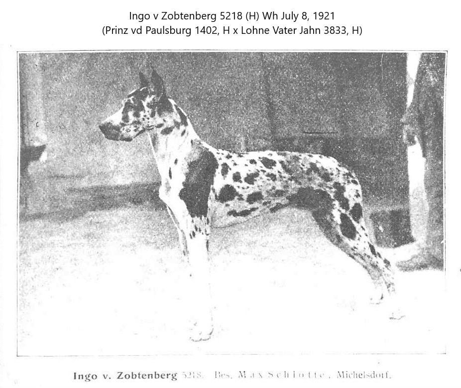 Ingo v Zobtenberg